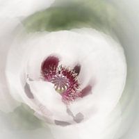 Witte Papaver