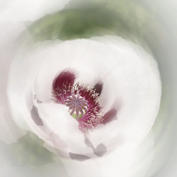 Witte Papaver van Katja Waltmans
