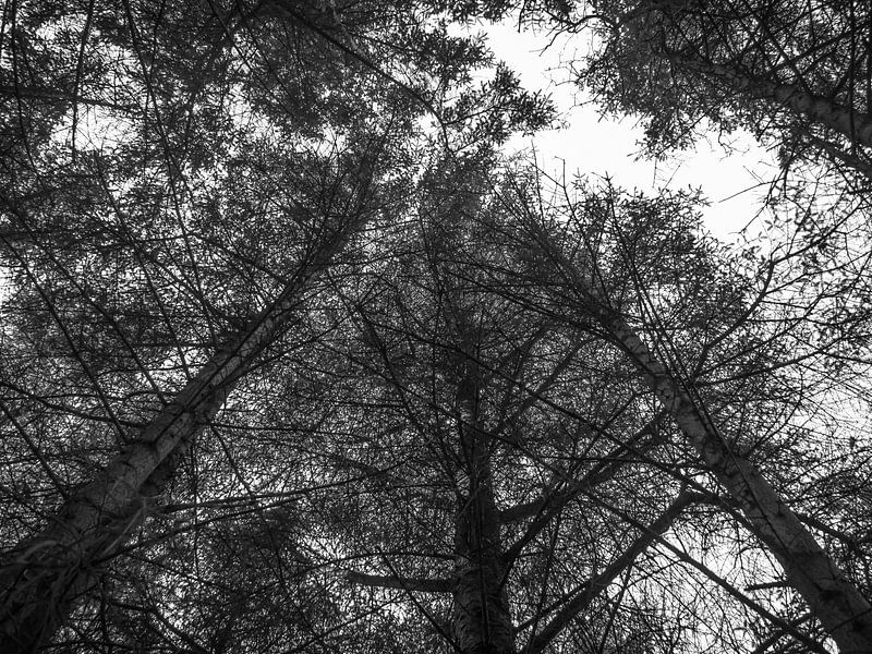 In de lucht met de bomen. van Martijn Tilroe