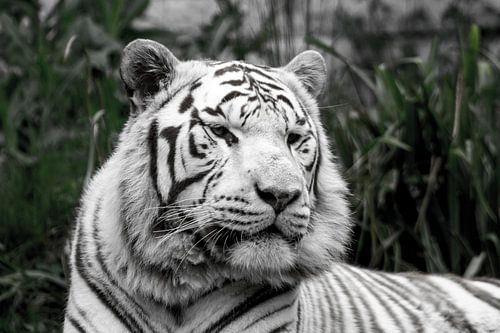 White Tiger - Black and White