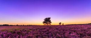 Lila Sonnenuntergang - Ginkelsche Heide von Joram Janssen