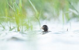 Zwergtaucher von Wim de Meester