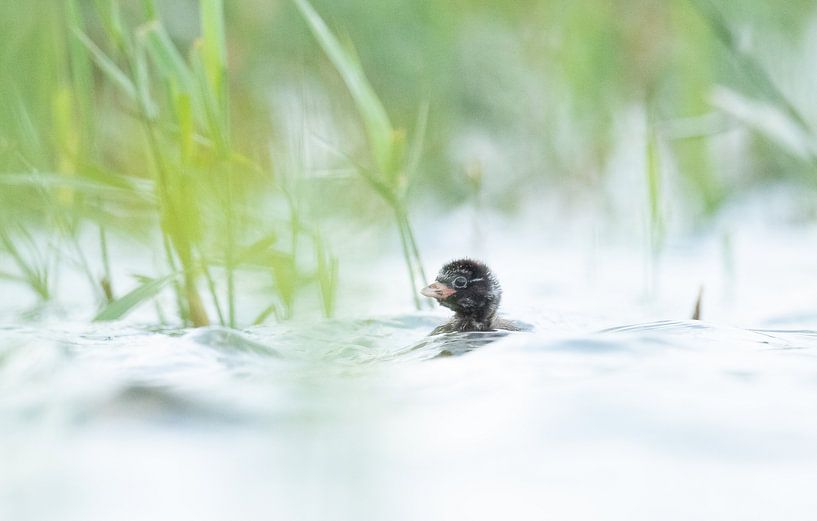 Little grebe by Wim de Meester