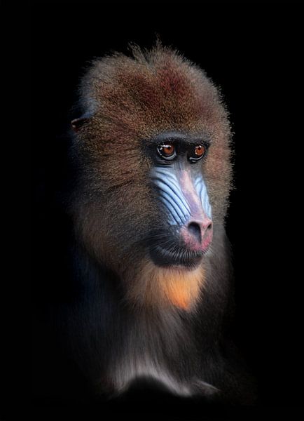 Babouin Innoucent par Foto Studio Labie