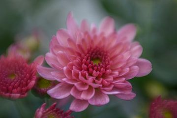Pink Dreamy Flower van Anja Jansen