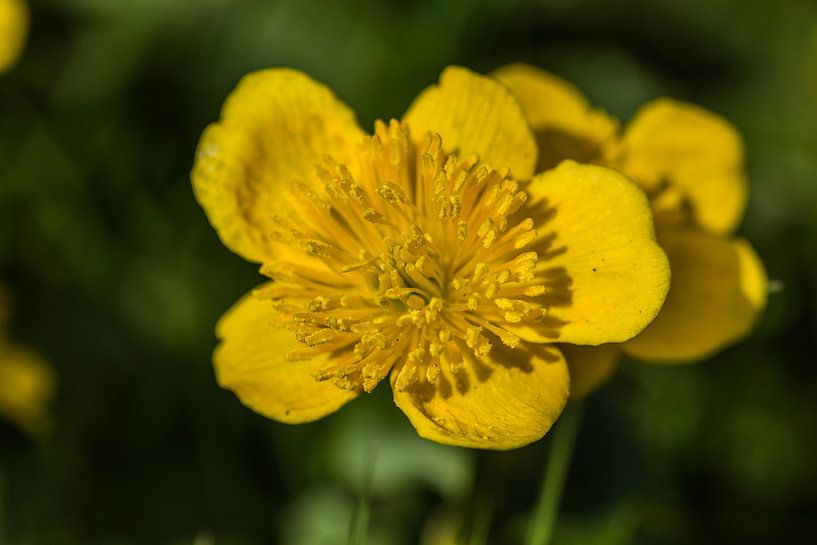 close up van Bart Liesenborgs