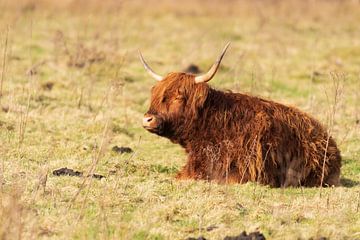 Schotse hooglanders van Merijn Loch