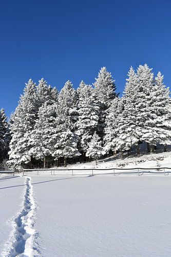Een besneeuwd bos na de storm