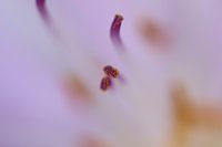 Macro absorption fleur d'étamine