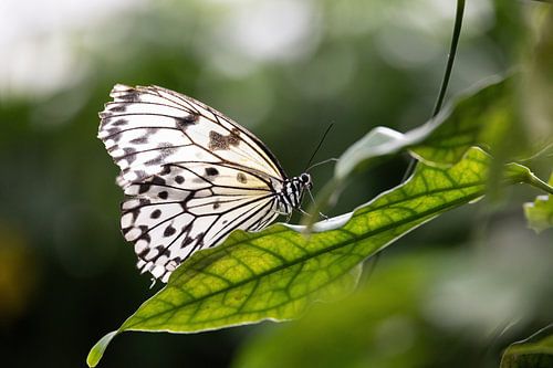 Papillon de nuit.