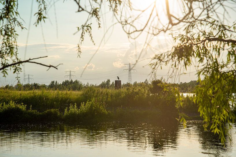 reiger op een boomstronk von Niels Aben