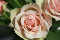 Roze Roos