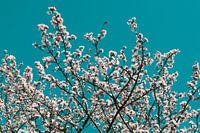 Kirschblüte