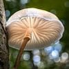 Herbstleuchten von Thomas Prechtl