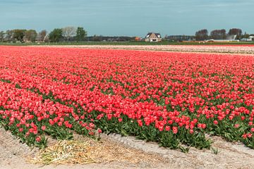 Champ de tulipes roses sur Yanuschka Fotografie | Noordwijk