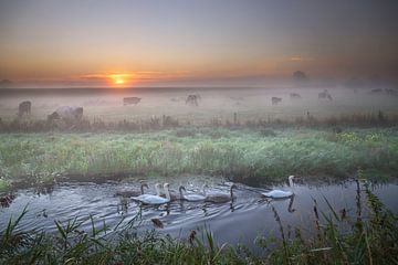 zwanenfamilie in rivier door veld met koeien bij dageraad, Holland