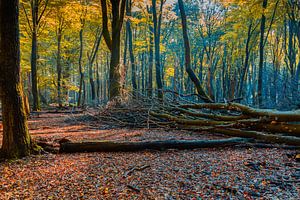 Herfst in het Leuvenumsebos sur Dennis te Lintelo