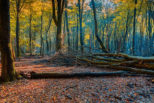 Herfst in het Leuvenumsebos