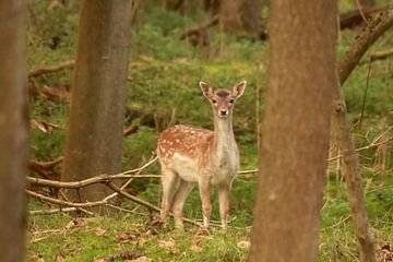 Nieuwsgierig hertenkalfje in de Amsterdamse Waterleidingduinen van Capture the Moment 010