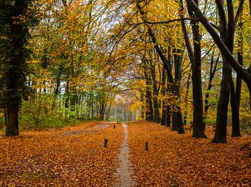 schöner Wald in Herbstfarben mit vielen Blättern auf dem Boden in rot-orange-grüner und goldener Far
