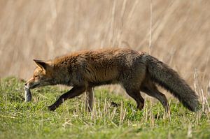 Vos met woelmuis sur Inge Jansen