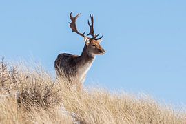 Fallow deer AWD by Merijn Loch