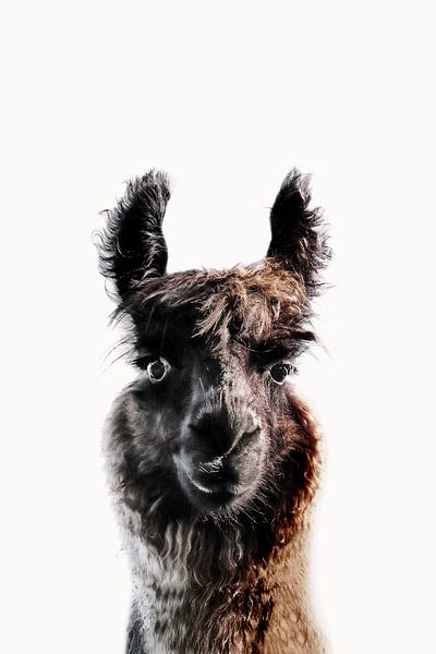 Lama George by Monika Strigel