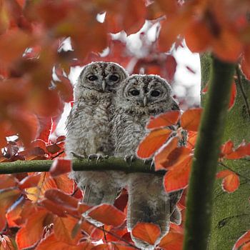 Fackeln in rotem Berberdekor