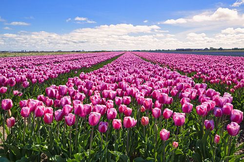 Tulip field Julianadorp