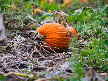 Autumn glow in the pumpkin field