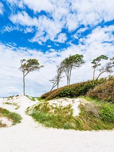 Der Weststrand mit Bäumen und Düne auf dem Fischland-Darß