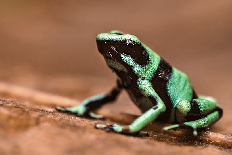 Golden Poison Frog by Kars Klein Wolterink