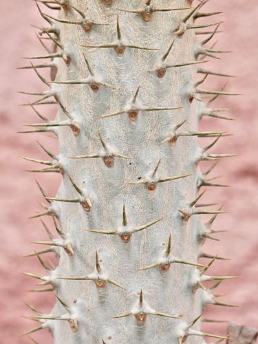 Freie Streicheleinheiten