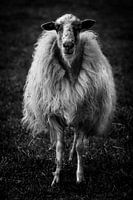 Schaap