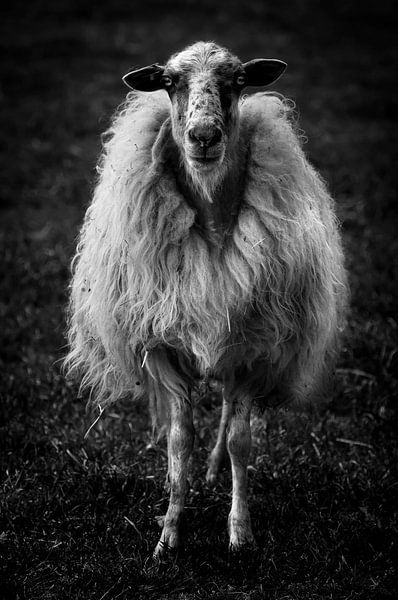 Schafe von Peter Brands