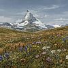 Alpines Erwachen am Matterhorn von Max Steinwald