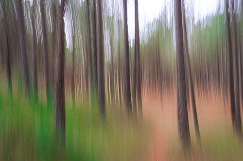 Coniferous forest on Terschelling