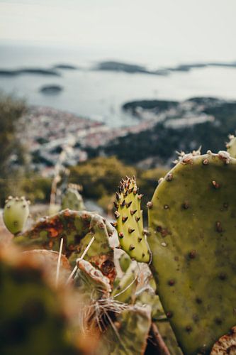CACTUS AND HVAR