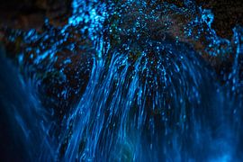 zeevonk van Sjon de Mol