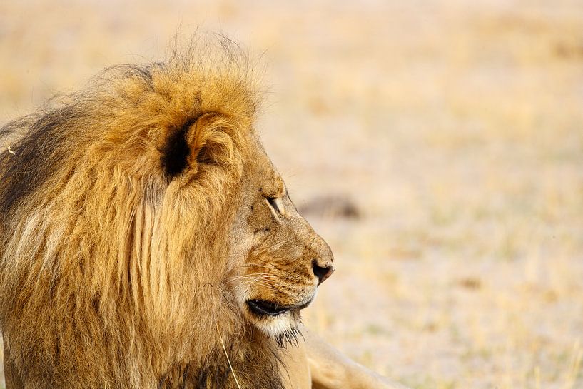 Lion, Hwange National Park by Marco Kost