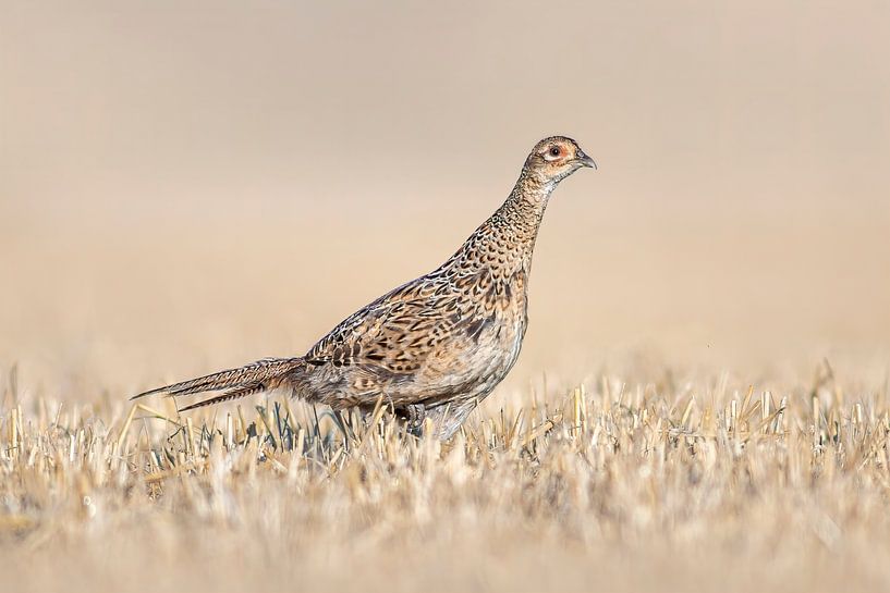 Pheasant chicken on a harvested wheat field by Mario Plechaty Photography