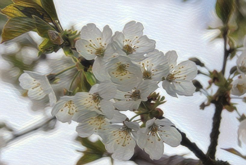 A full blossom branch by Jurjen Jan Snikkenburg