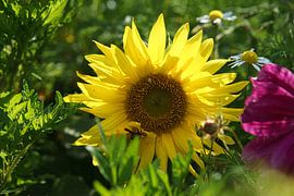 Sonnenblume einzeln auf einem Sonnenblumenfeld dargestellt