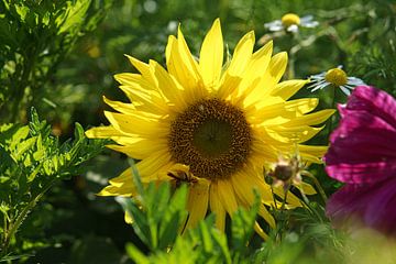 Zonnebloem individueel afgebeeld op een zonnebloemveld van Martin Köbsch