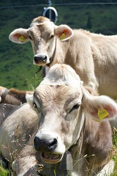 Koeien in Zwitserland van Lars Dirkzwager