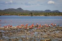 Bonaire, das tropische Juwel der Karibik