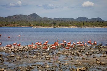 Bonaire, het tropische pareltje van de Cariben