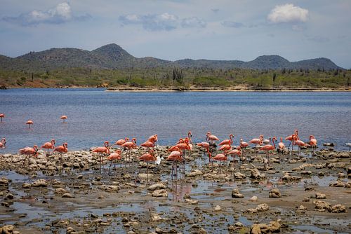 Bonaire, het tropische pareltje van de Cariben