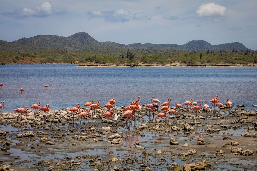 Bonaire, das tropische Juwel der Karibik von Patrick Fotografeert