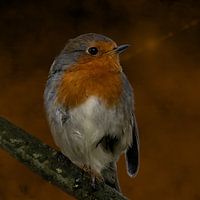 Rotkehlchen auf einem Ast mit herbstlichem Hintergrund.